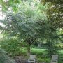 Styrax japonicus